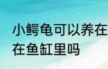 小鳄龟可以养在鱼缸里吗 小鳄龟能养在鱼缸里吗