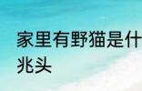 家里有野猫是什么兆头 家里有野猫的兆头