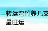 转运弯竹养几支最旺运 转运竹养几支最旺运