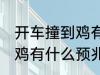 开车撞到鸡有什么兆头 男人开车撞到鸡有什么预兆