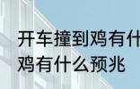 开车撞到鸡有什么兆头 男人开车撞到鸡有什么预兆