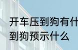 开车压到狗有什么兆头 开车不小心压到狗预示什么