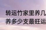 转运竹家里养几支最旺运 转运竹家里养多少支最旺运