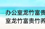 办公室龙竹富贵竹养几支最旺运 办公室龙竹富贵竹养多少支最旺运