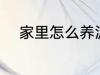 家里怎么养泥鳅 家里如何养泥鳅