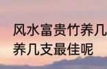 风水富贵竹养几支最旺运 风水富贵竹养几支最佳呢