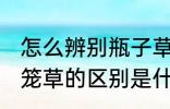 怎么辨别瓶子草和猪笼草 瓶子草和猪笼草的区别是什么