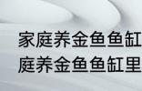 家庭养金鱼鱼缸里放什么水草好呢 家庭养金鱼鱼缸里放哪种水草好呢