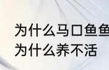 为什么马口鱼鱼缸养不活 马口鱼鱼缸为什么养不活