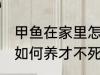 甲鱼在家里怎么养才不死 甲鱼在家里如何养才不死